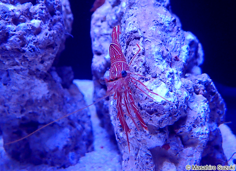 スザクサラサエビ　Rhynchocinetes durbanensis