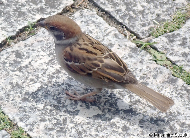 スズメ Passer montanus saturatus