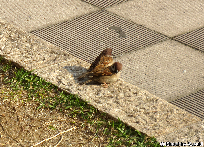 スズメ Passer montanus saturatus