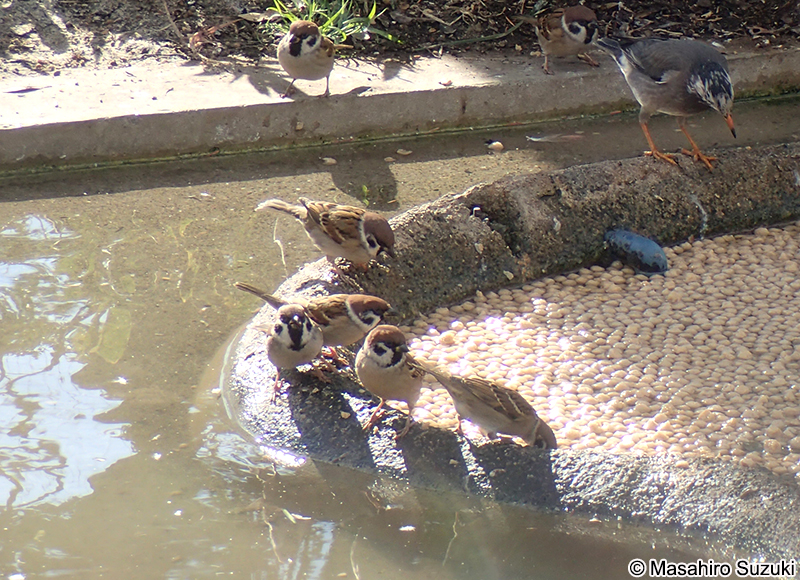 スズメ Passer montanus saturatus