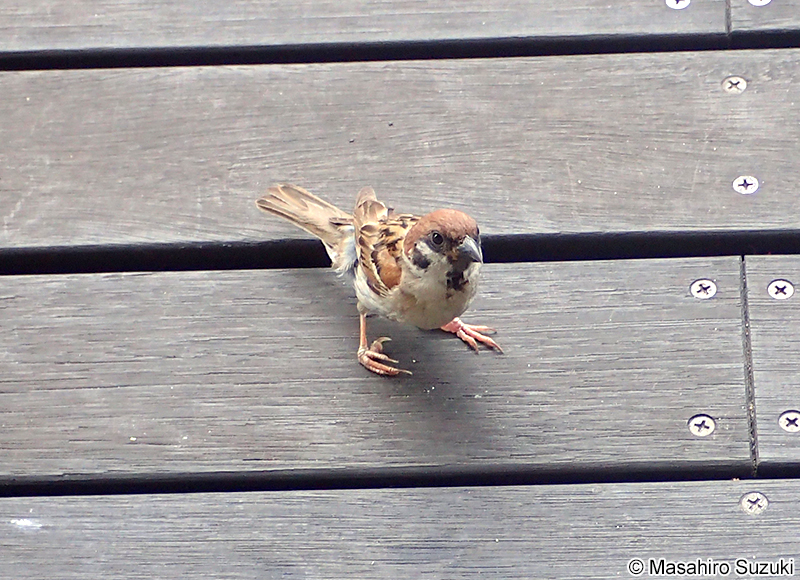 スズメ Passer montanus saturatus