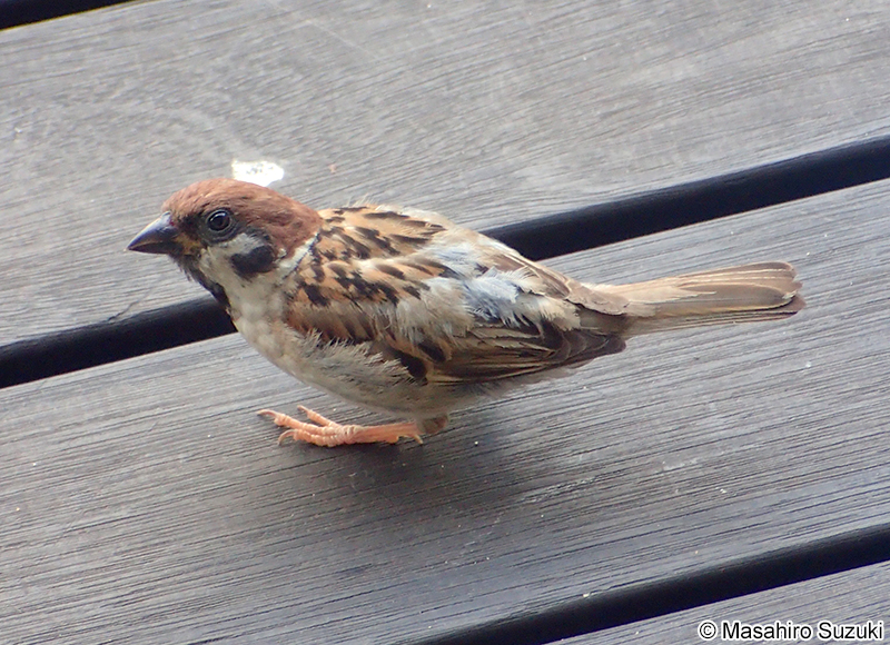 スズメ Passer montanus saturatus