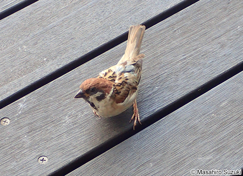 スズメ Passer montanus saturatus