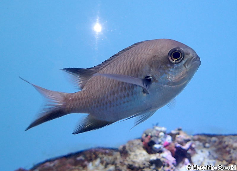 スズメダイ Chromis notata