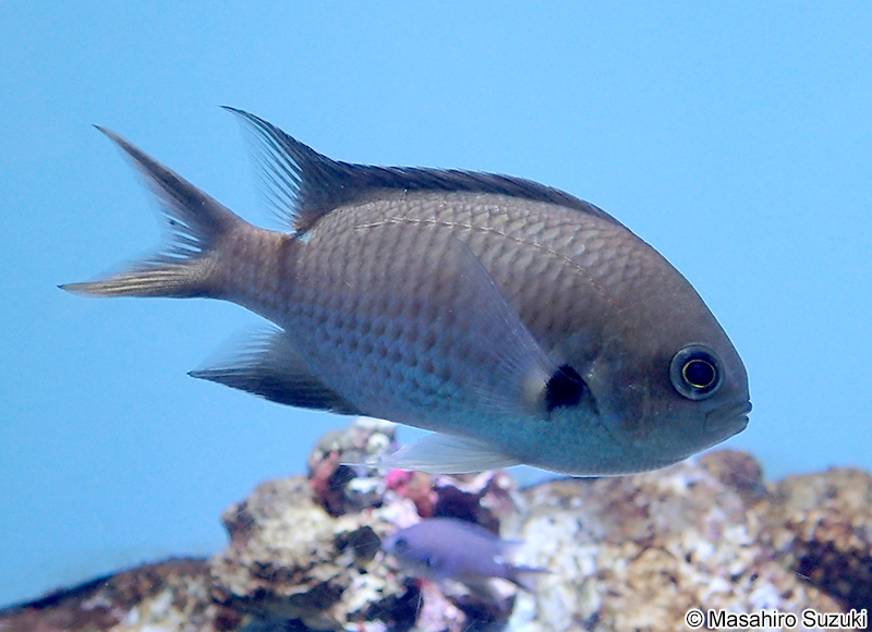 スズメダイ Chromis notata