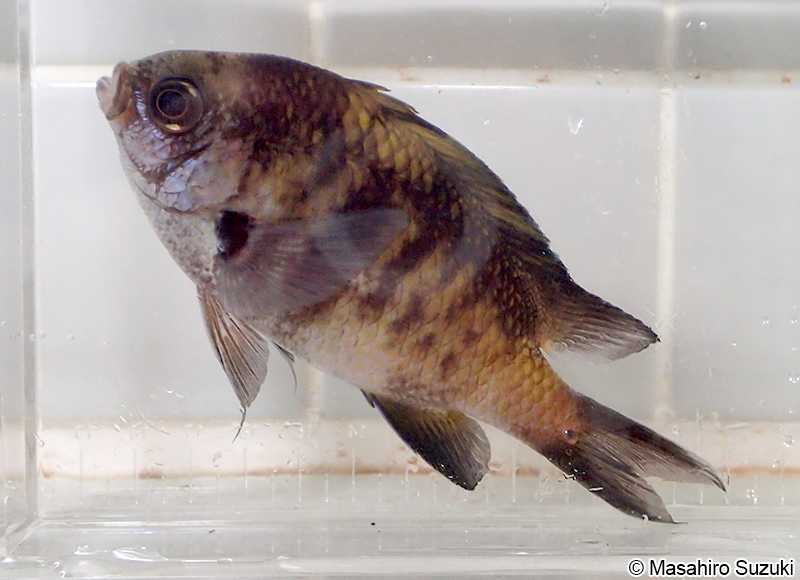 スズメダイ属の1種 Chromis sp.