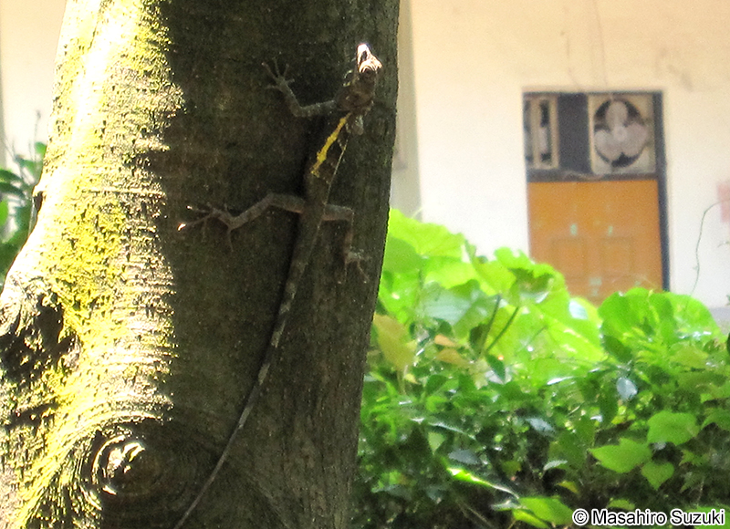 スインホーキノボリトカゲ Japalura swinhonis