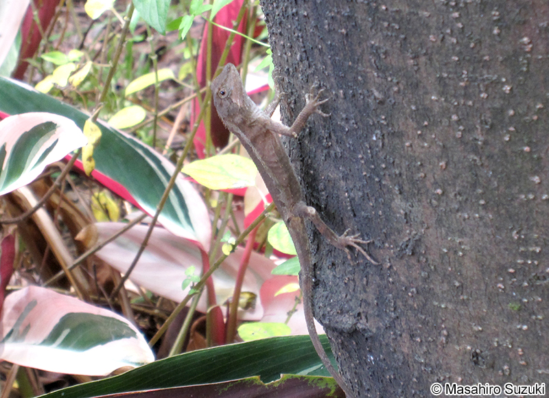 スインホーキノボリトカゲ Japalura swinhonis