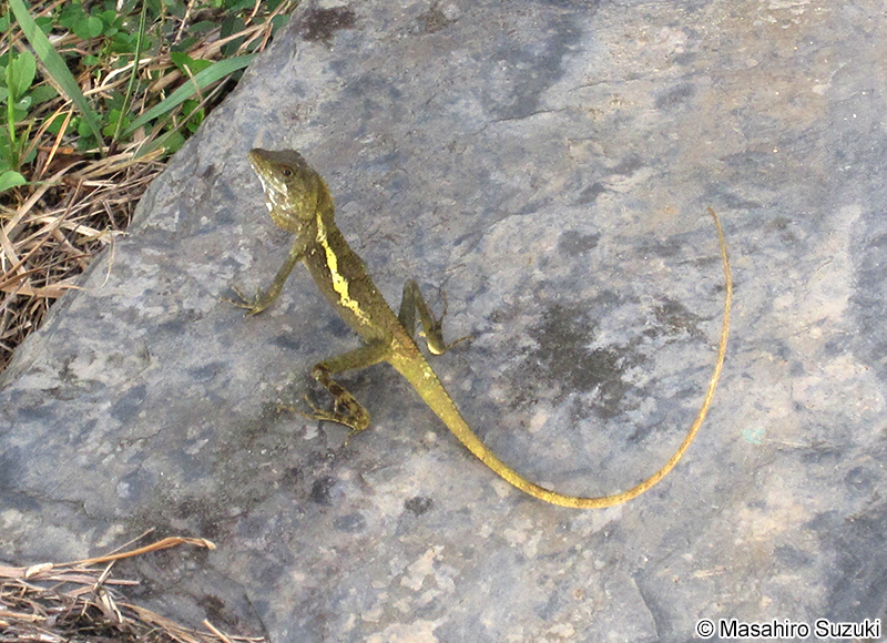 スインホーキノボリトカゲ Japalura swinhonis