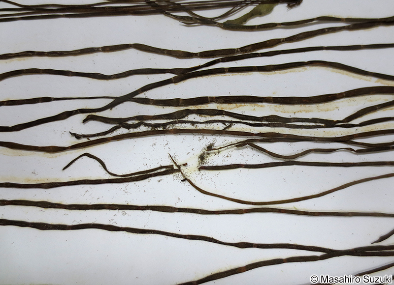 食害された海藻標本