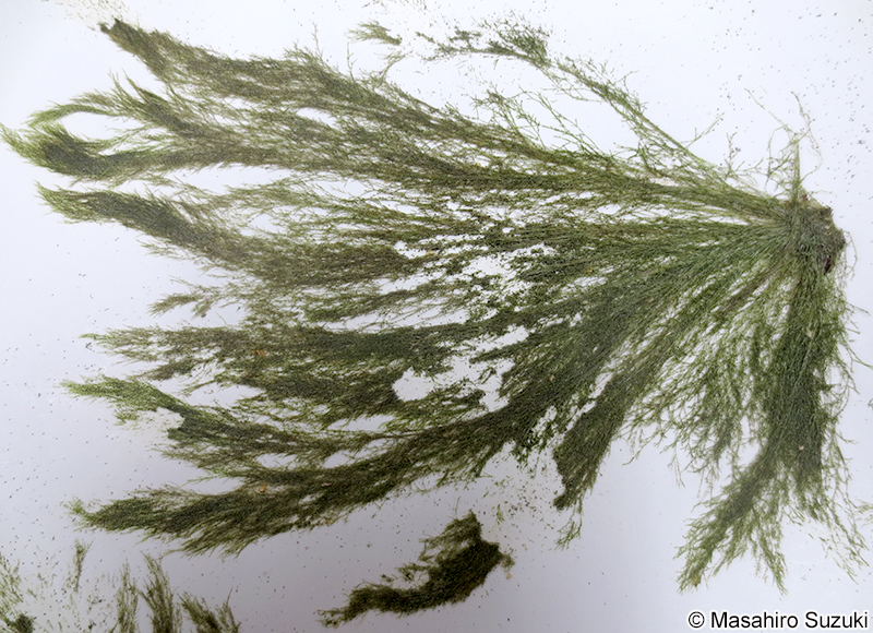 食害された海藻標本