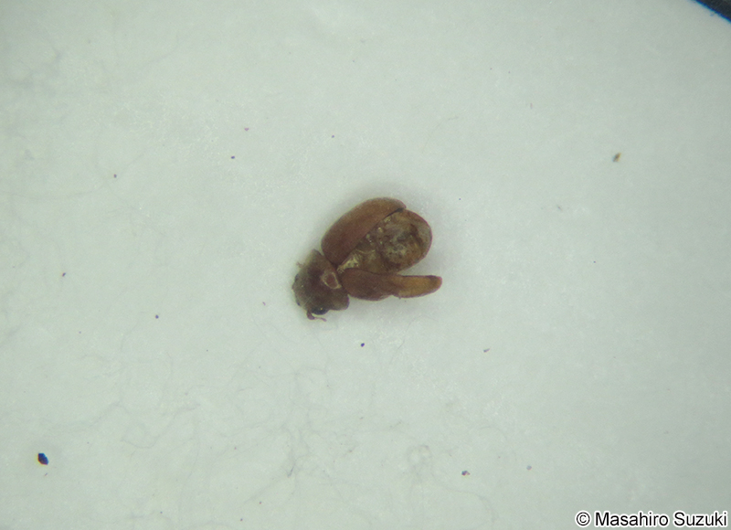 タバコシバンムシ Lasioderma serricorne