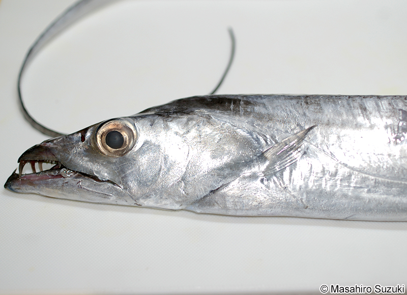 タチウオ Trichiurus lepturus
