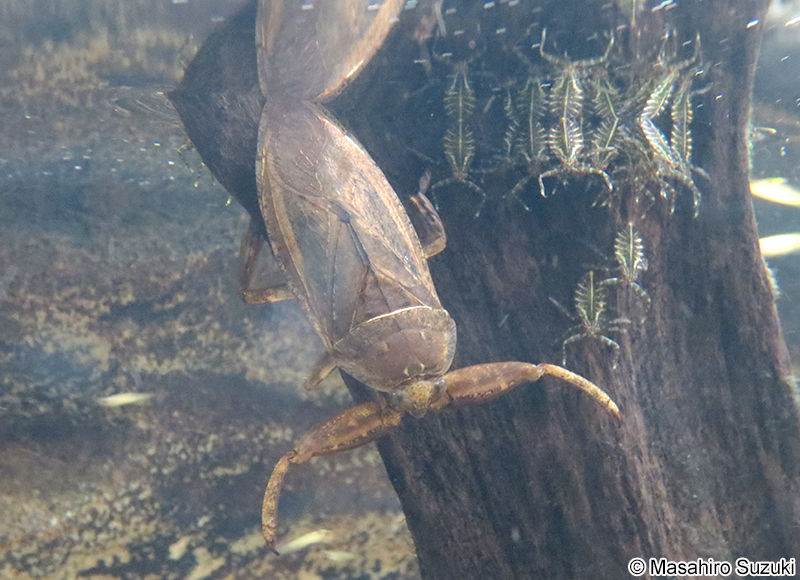 タガメ Kirkaldyia deyrolli