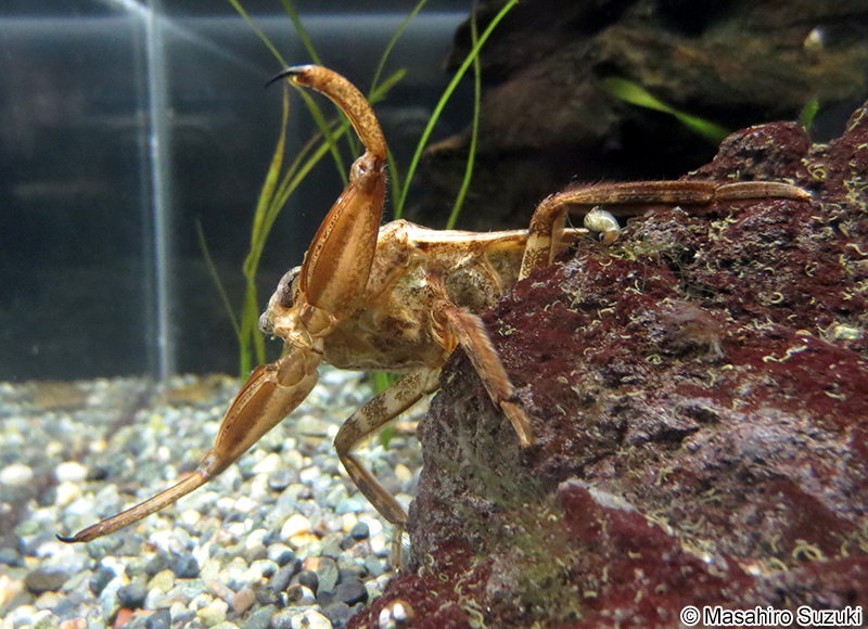 タガメ Kirkaldyia deyrolli