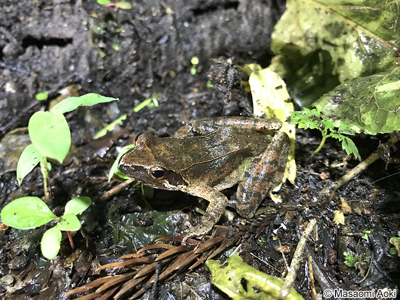 タゴガエル Rana tagoi