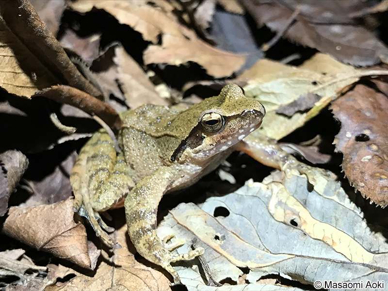 タゴガエル Rana tagoi
