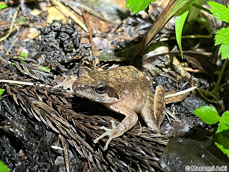 タゴガエル Rana tagoi