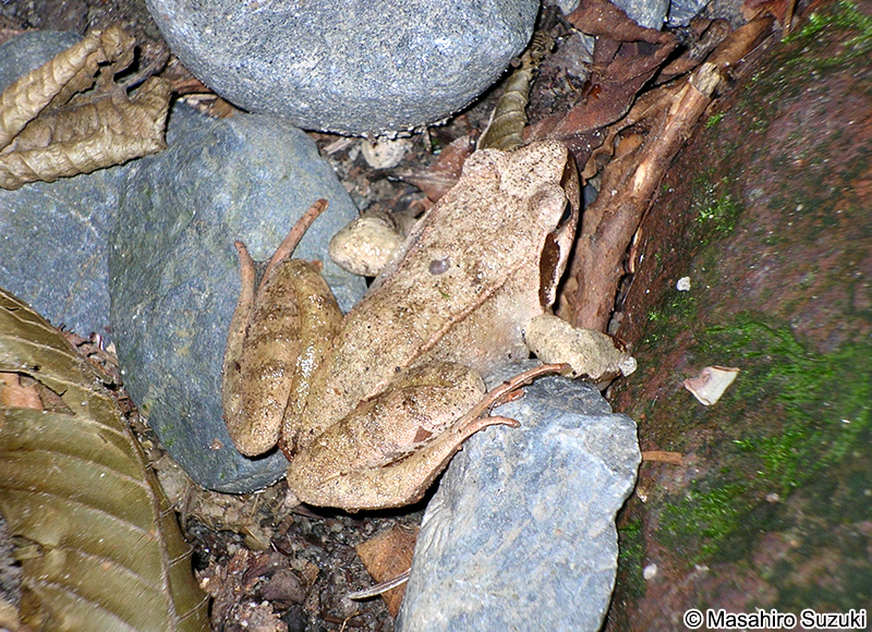 タゴガエル Rana tagoi