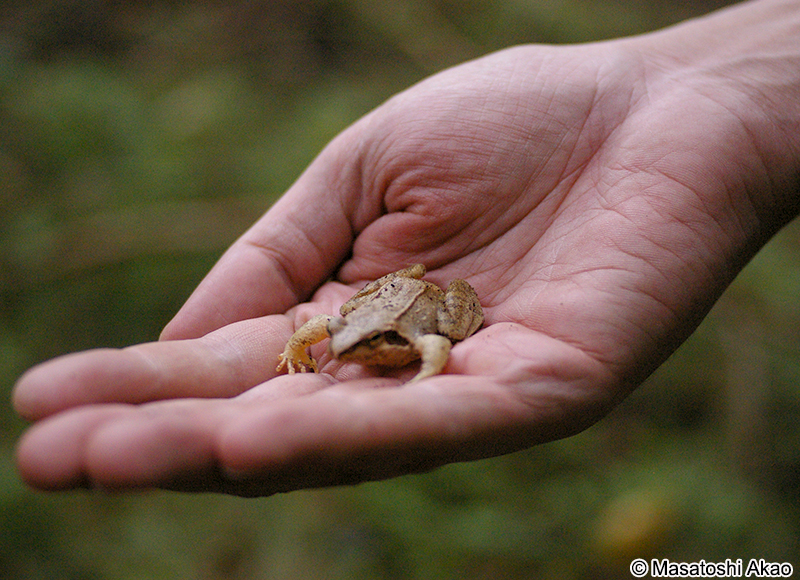 タゴガエル Rana tagoi