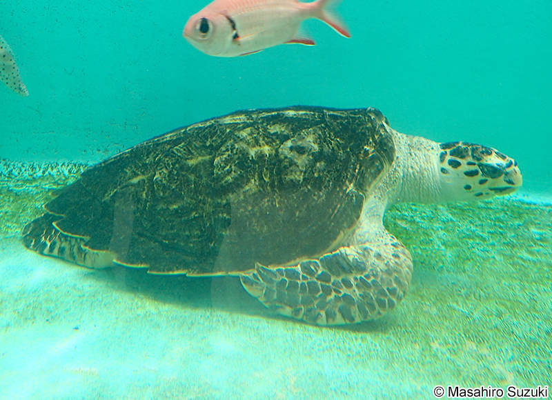 タイマイ Eretmochelys imbricata