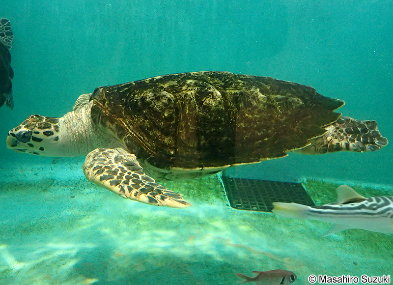 タイマイ Eretmochelys imbricata