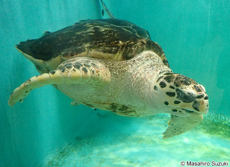 タイマイ Eretmochelys imbricata