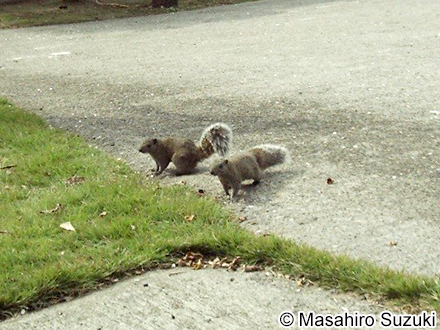 タイワンリス Callosciurus erythraeus thaiwanensis