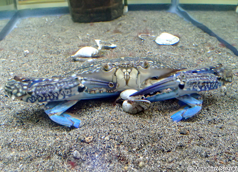 タイワンガザミ Portunus (Portunus) pelagicus