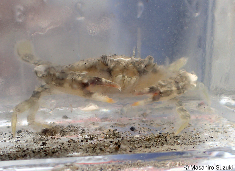 タイワンガザミ Portunus (Portunus) pelagicus