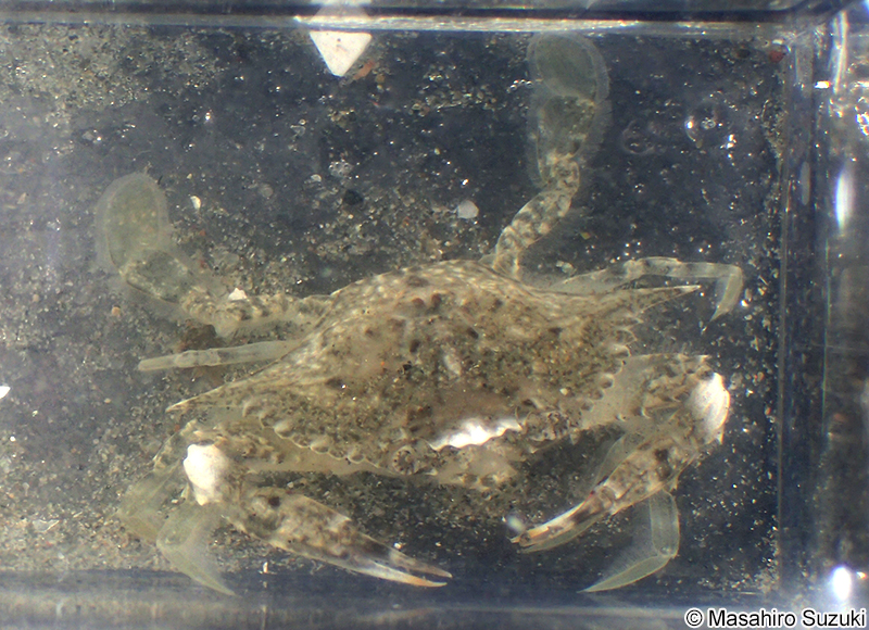 タイワンガザミ Portunus (Portunus) pelagicus
