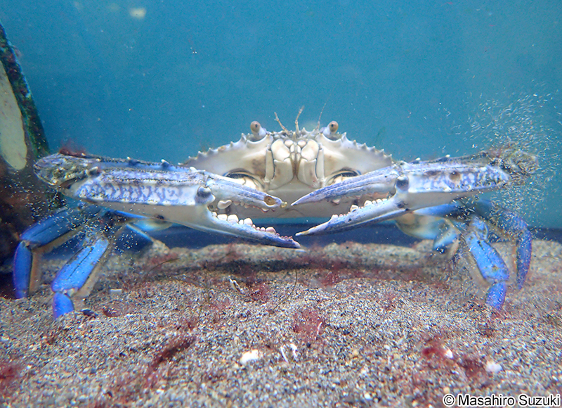 タイワンガザミ Portunus (Portunus) pelagicus