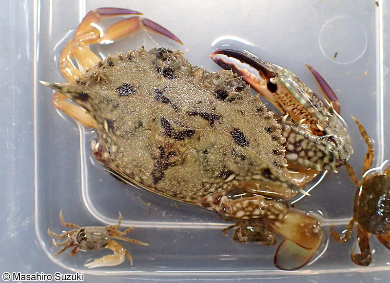 タイワンガザミ Portunus (Portunus) pelagicus