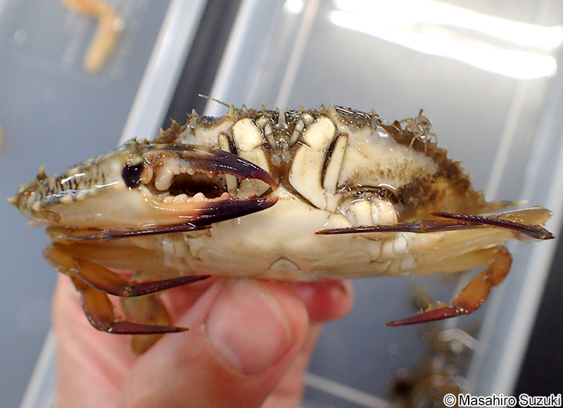 タイワンガザミ Portunus (Portunus) pelagicus