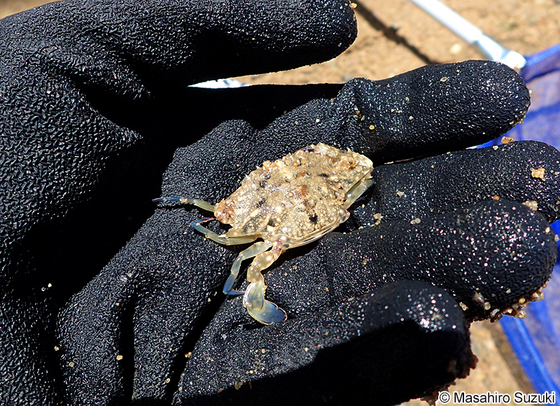 タイワンガザミ Portunus (Portunus) pelagicus