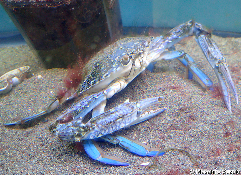 タイワンガザミ Portunus (Portunus) pelagicus