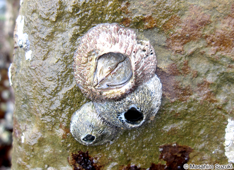 タイワンクロフジツボ Tetraclita japonica formosana