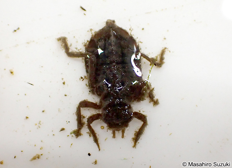 タイワンウチワヤンマのヤゴ