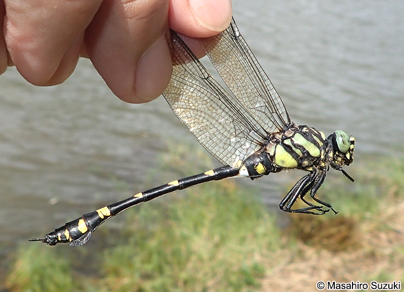 タイワンウチワヤンマ Ictinogomphus pertinax