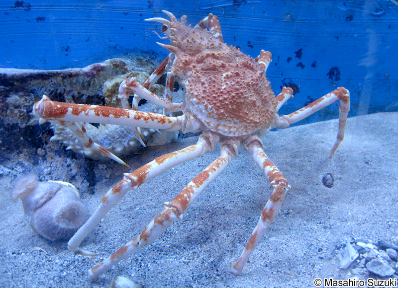 タカアシガニ Macrocheira kaempferi