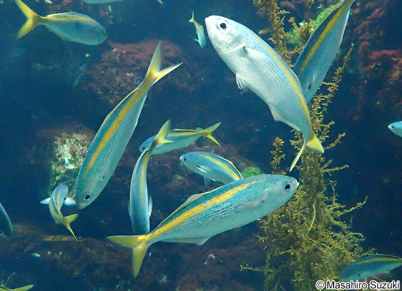 タカベ Labracoglossa argenteiventris