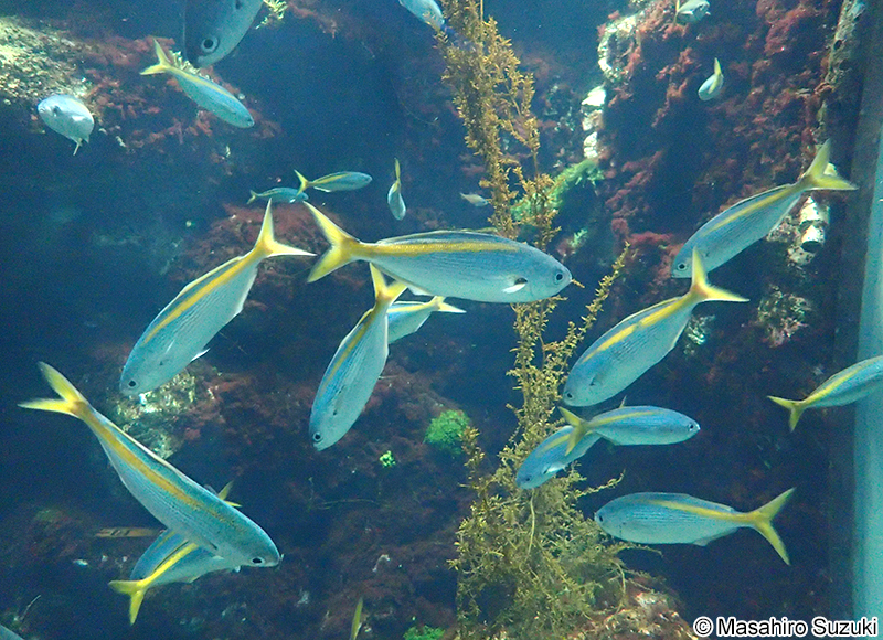 タカベ Labracoglossa argenteiventris