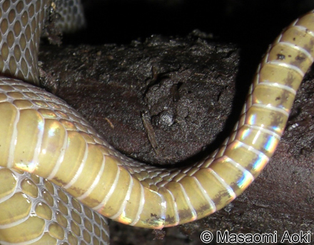 タカチホヘビ Achalinus spinalis