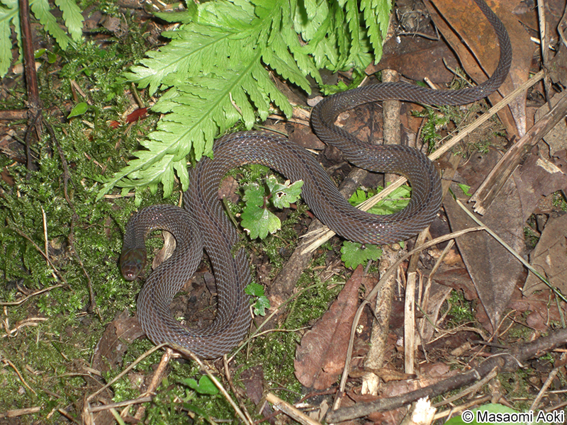 タカチホヘビ Achalinus spinalis