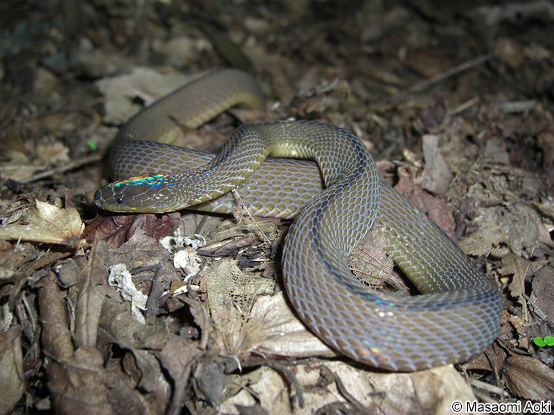 タカチホヘビ Achalinus spinalis