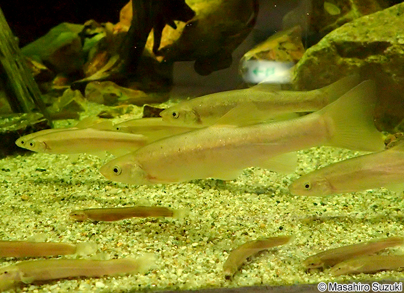 タカハヤ Rhynchocypris oxycephalus jouyi