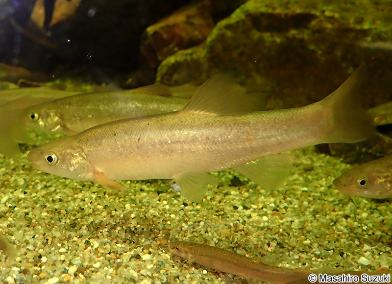 タカハヤ Rhynchocypris oxycephalus jouyi