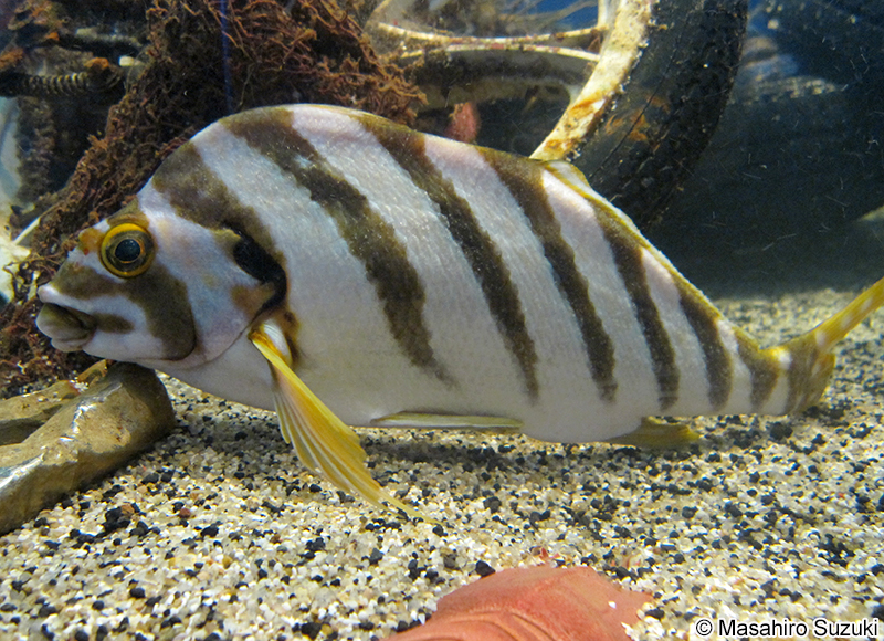 タカノハダイ Cheilodactylus zonatus