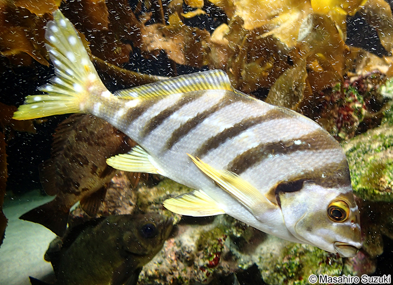 タカノハダイ Cheilodactylus zonatus