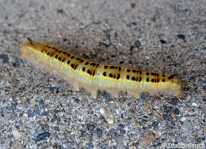 タケカレハ Euthrix albomaculata directa